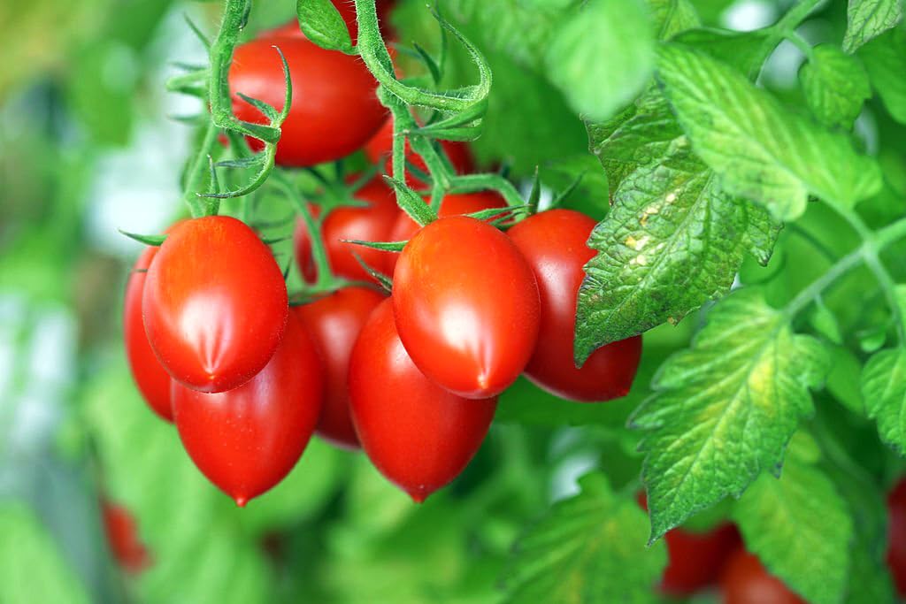 Non-GMO Heirloom Mexican Tomato seeds