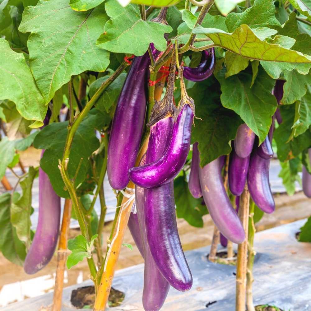 Non GMO Millionaire Purple eggplant seeds