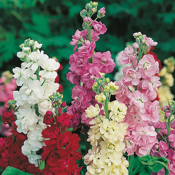 Non-GMO Mini Matthiola Incana Seeds for Home Gardening
