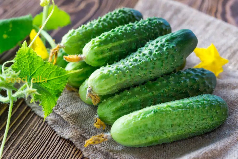 Non GMO mini pickling cucumber seeds