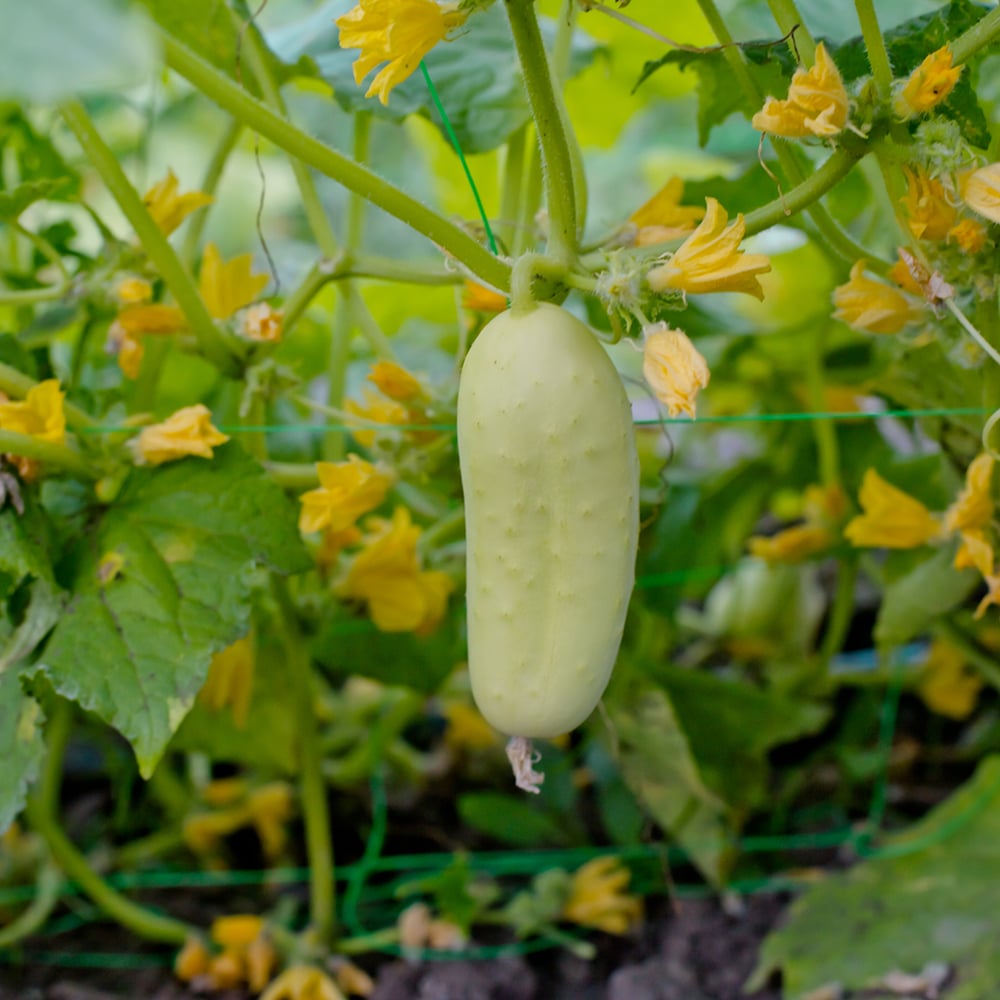 Non-GMO Mini White cucumber seeds