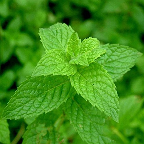Non-GMO Mint herb seeds for ornamental gardens