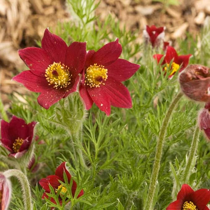 Non-GMO Mixed Anemone Pulsatilla Flower Seeds