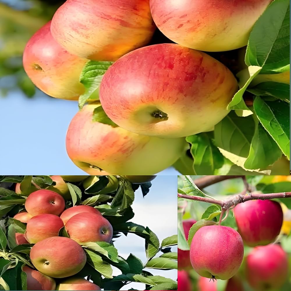 Non-GMO mixed apple seeds for backyard orchard planting