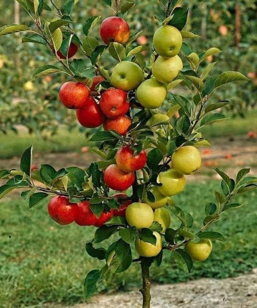 Non-GMO mixed apple seeds for growing apple trees