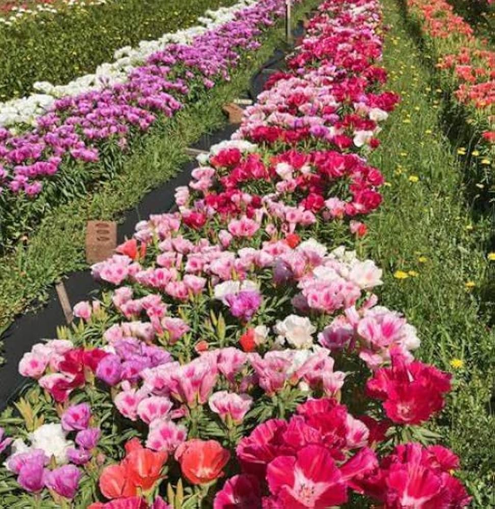 Non-GMO Mixed Azalea Flower Seeds