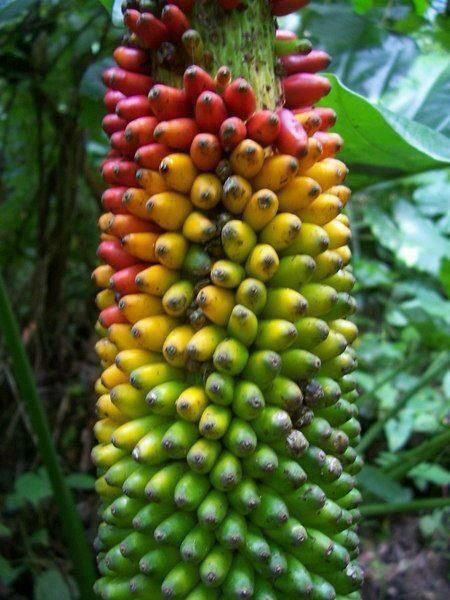 Non-GMO mixed banana seeds for tropical home gardening