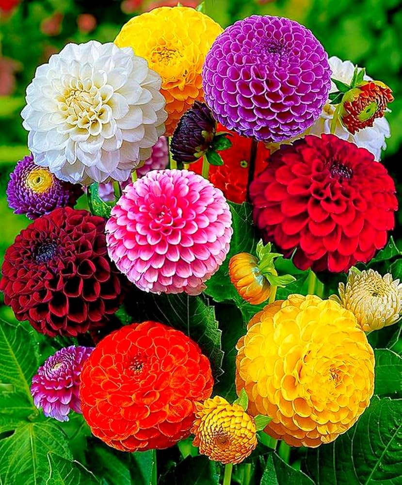 Non-GMO Mixed Color Dahlia Seeds for Gardening