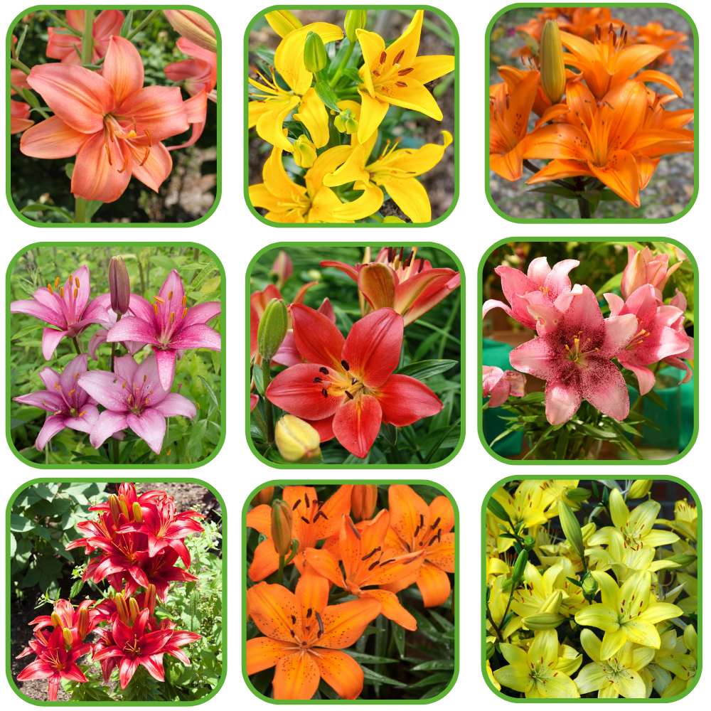 Non-GMO Mixed Colors Daylily Seeds