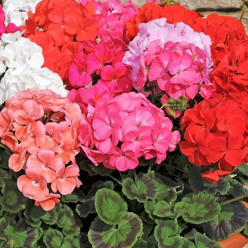 Non-GMO Mixed Pelargonium Peltatum Seeds for Home Gardening