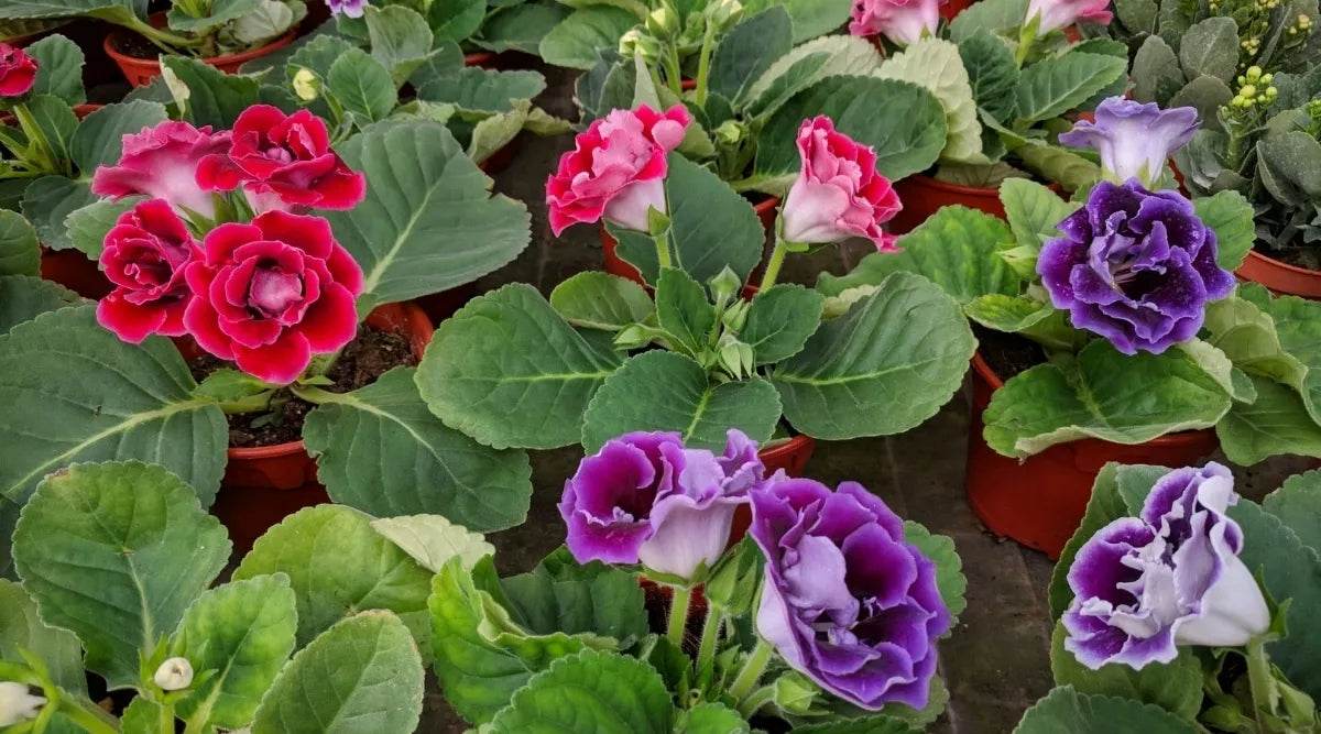 Non-GMO Mixed Brazilian Gloxinia Seeds for Home Gardening