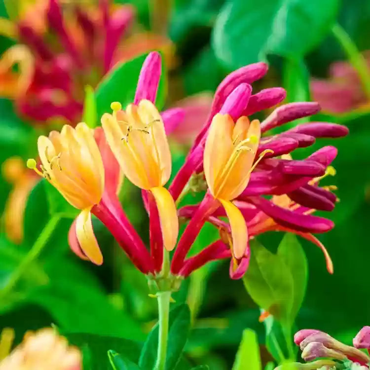 Non-GMO Mixed Honeysuckle Flower Seeds