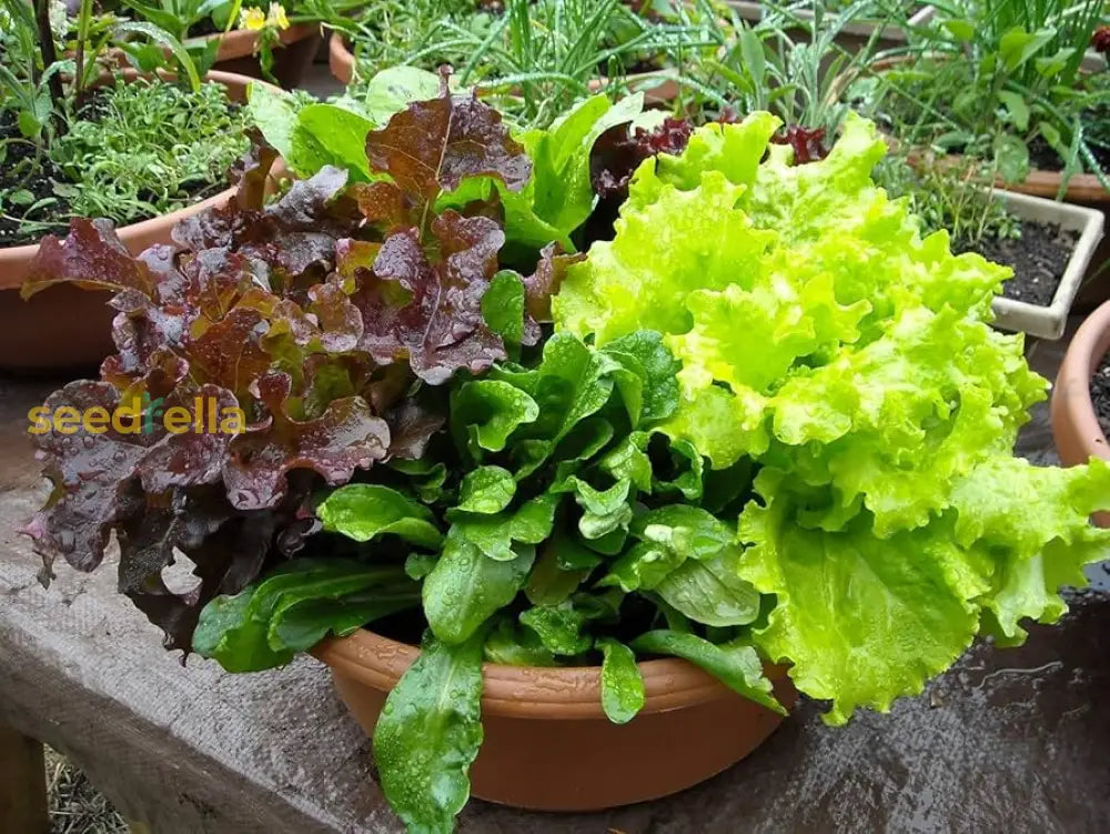 Non GMO mixed lettuce planting seeds for home growers