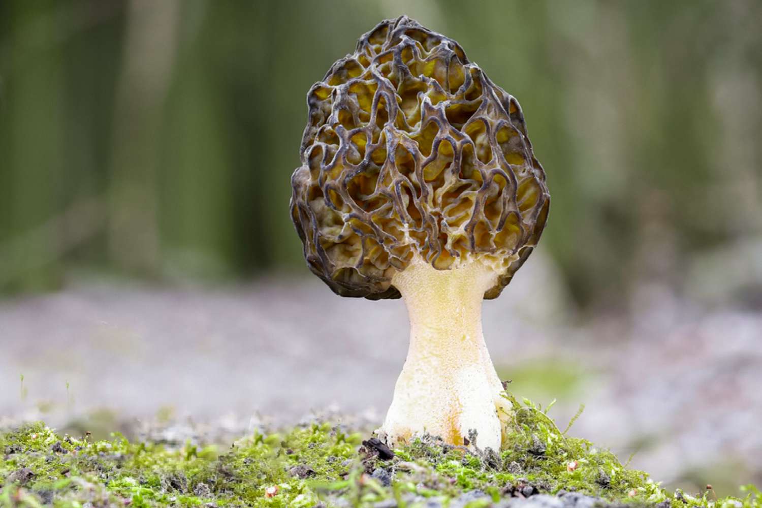 Non GMO mixed morel mushroom seeds