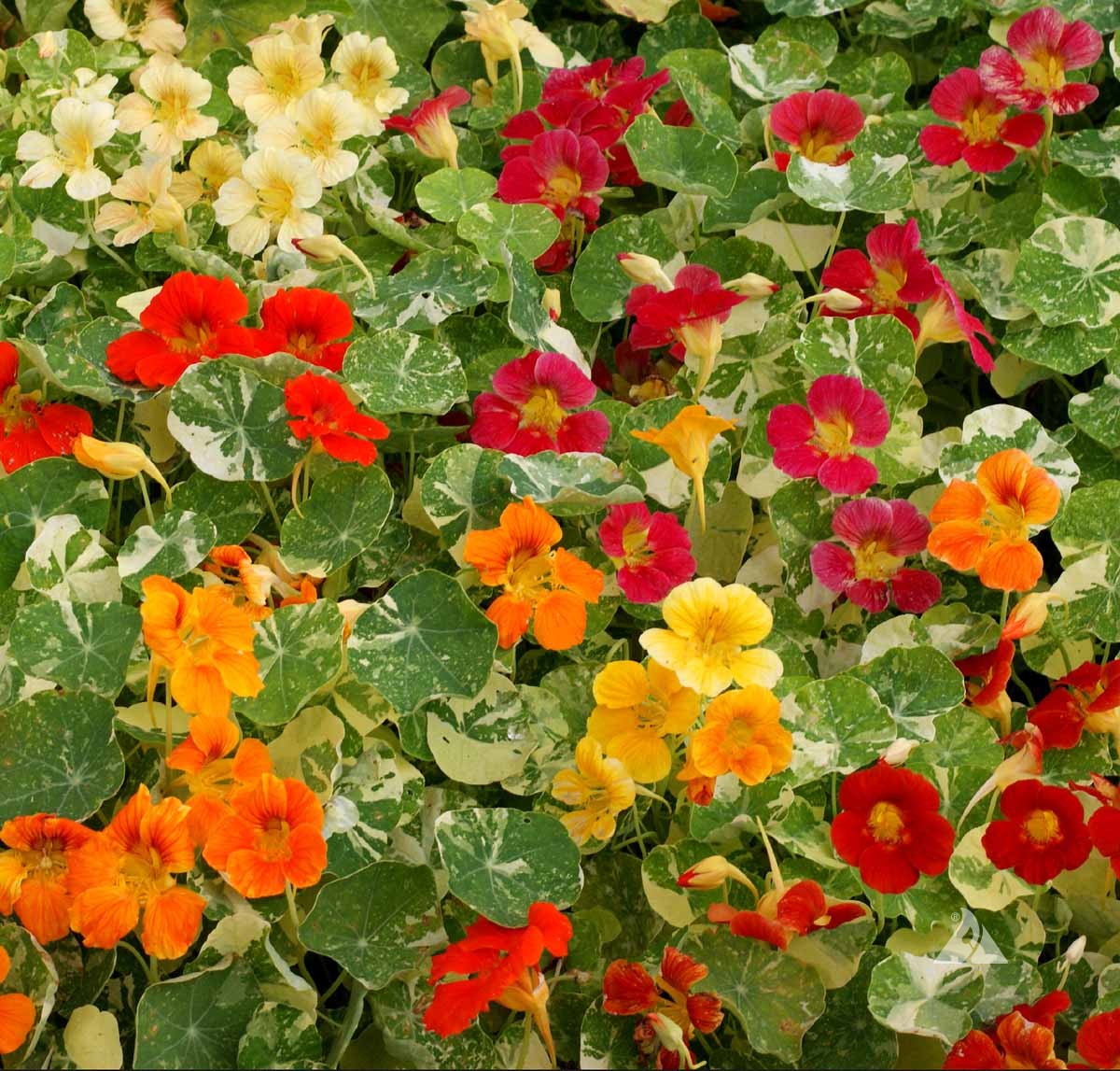 Non-GMO Mixed Tropaeolum Majus Nasturtium Seeds for Gardening