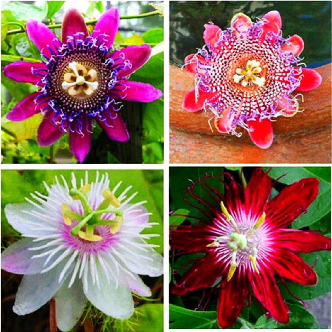 Non-GMO Mixed Color Passion Flower Seeds for Home Gardening