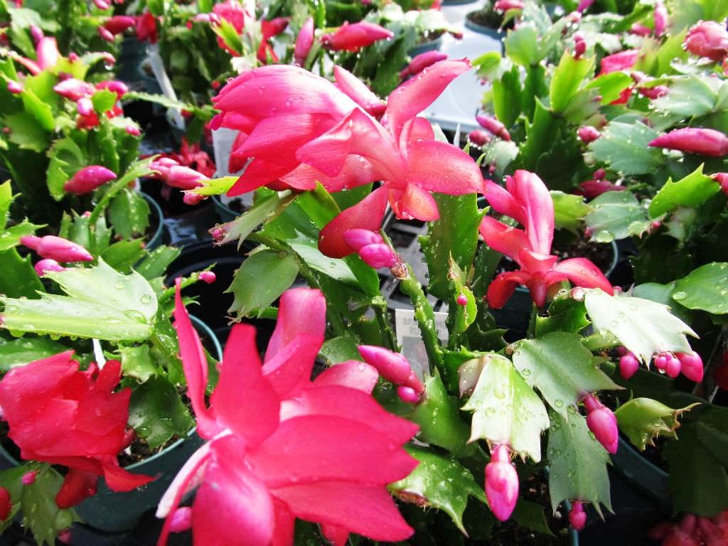 Non-GMO Mixed Schlumbergera Seeds