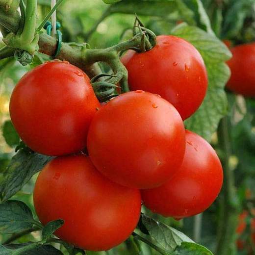 Non GMO mixed tomato seeds for garden planting