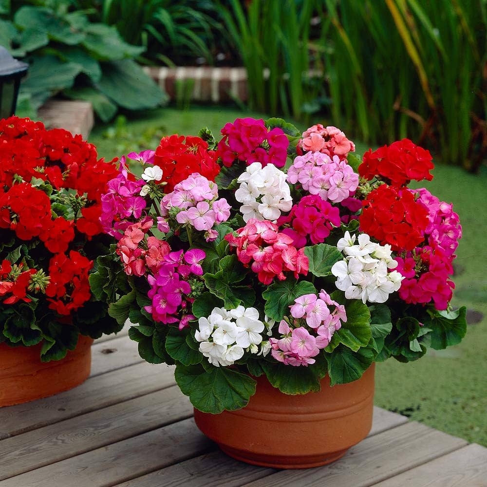 Non-GMO Mixed Univalve Geranium Flower Seeds