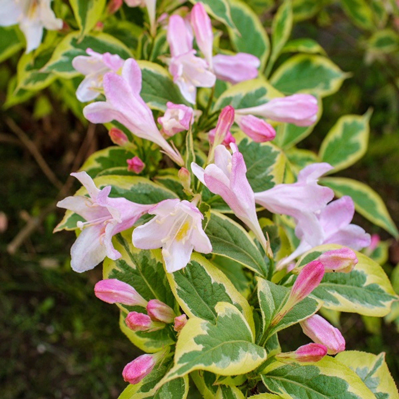 Non-GMO Mixed Weigela Flower Seeds