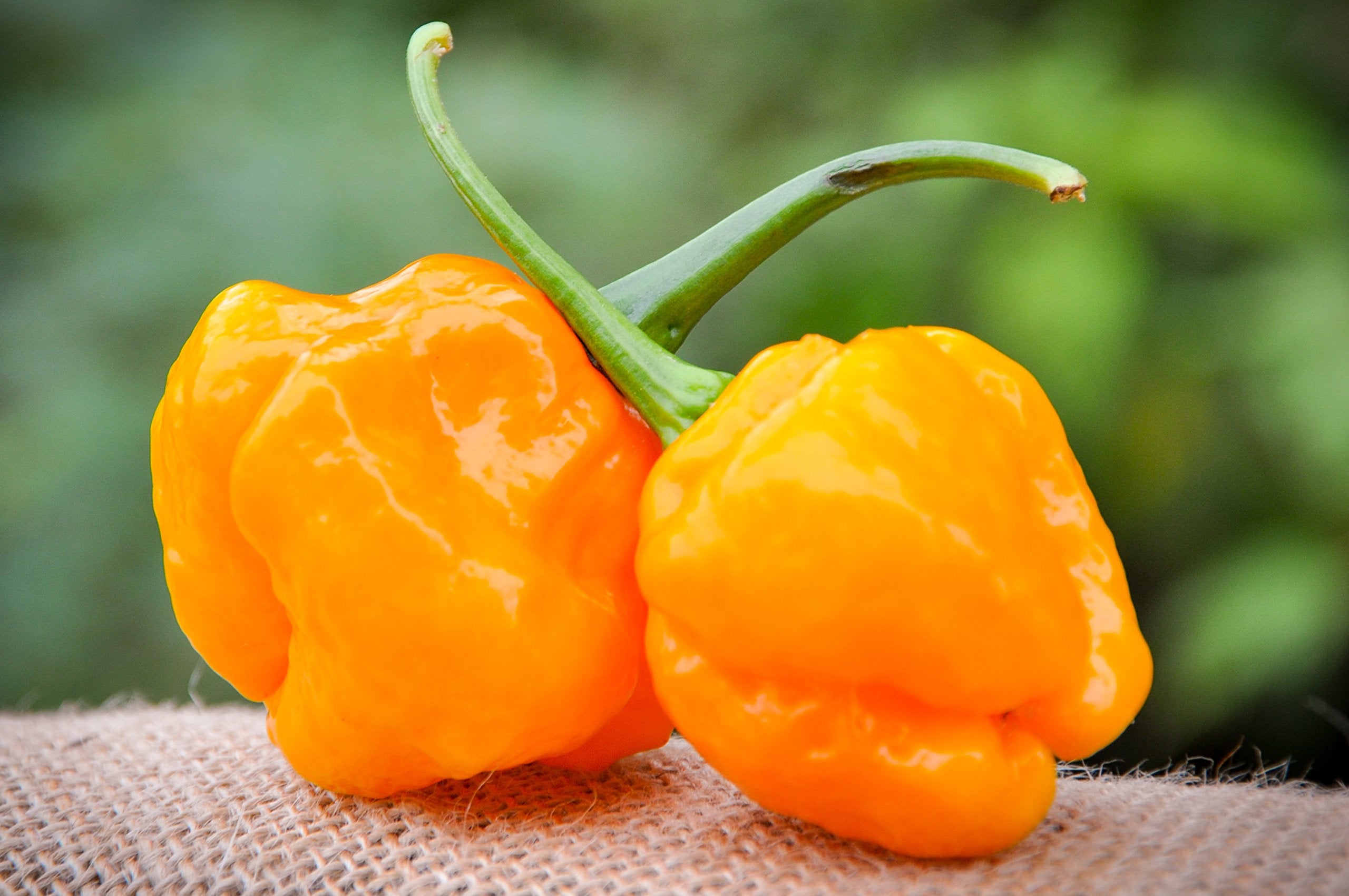 Non GMO MOA Yellow Scotch Bonnet seeds