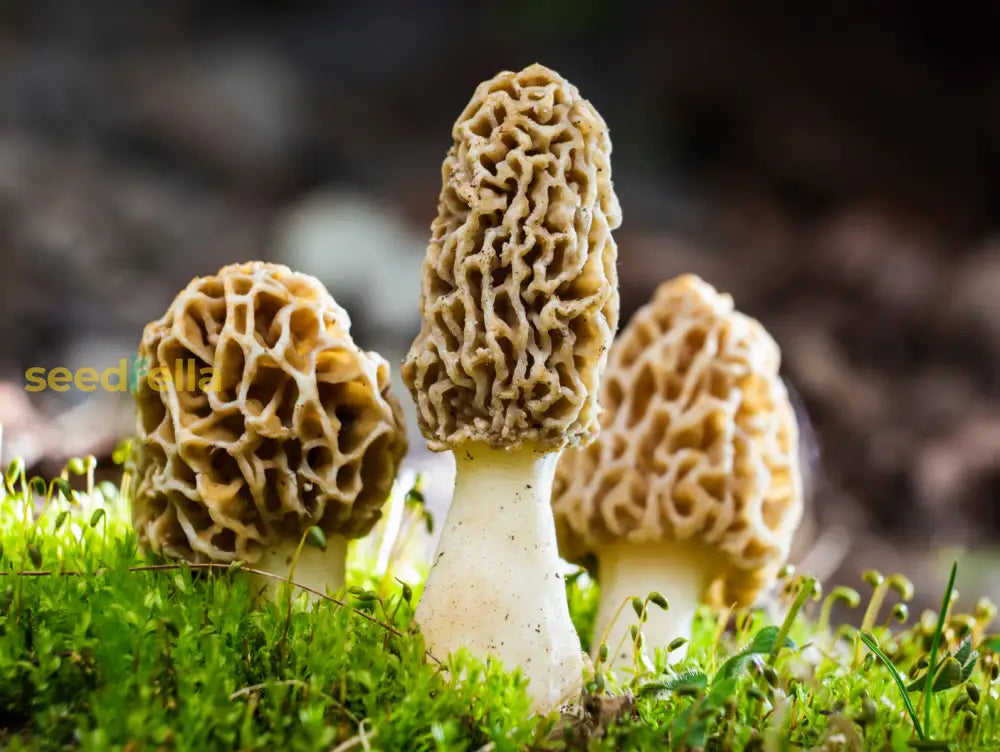 Non GMO morel mushroom planting seeds