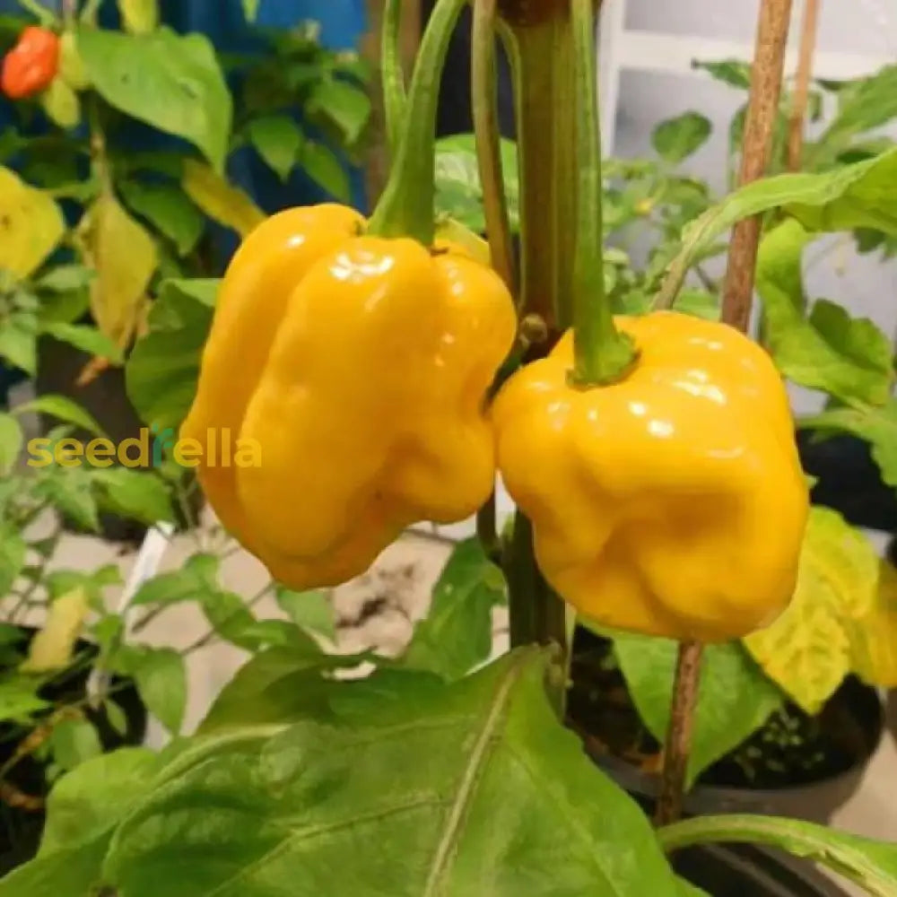 Non GMO Moruga Scorpion Orange seeds