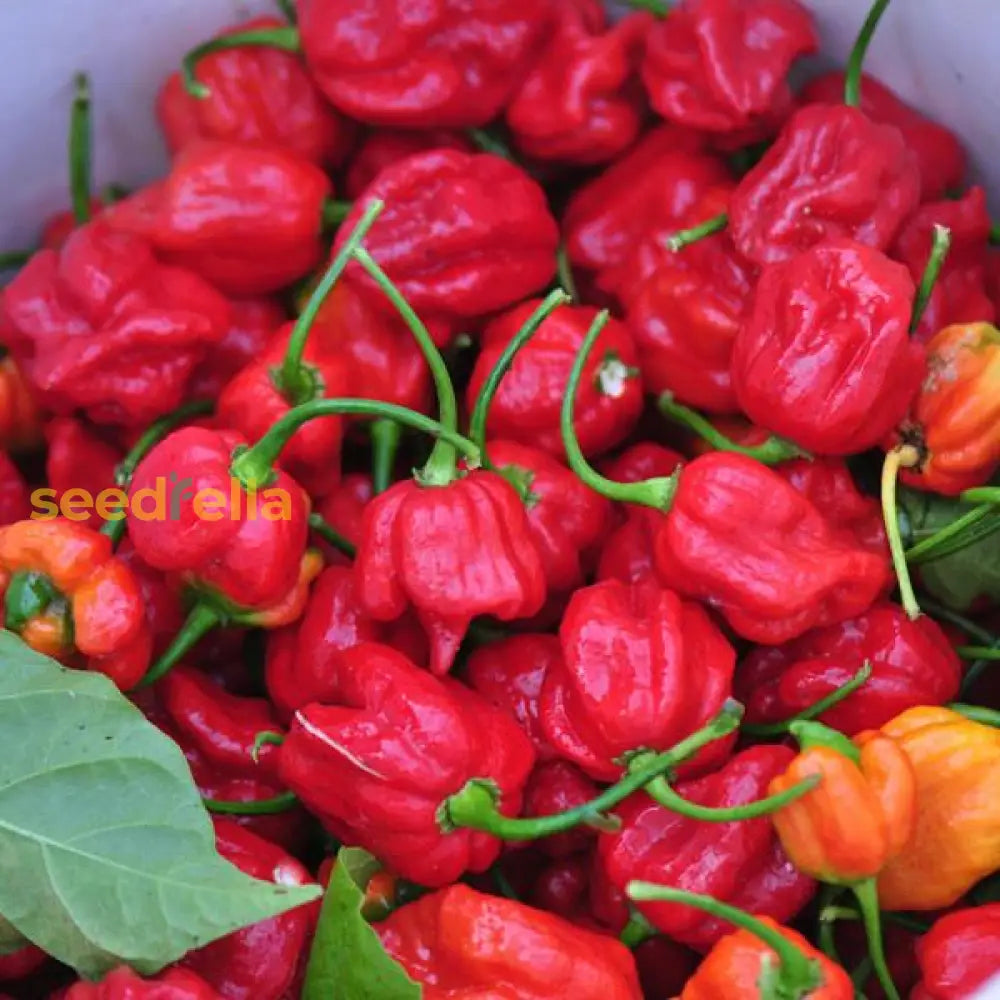 Non GMO Moruga Scorpion pepper seeds