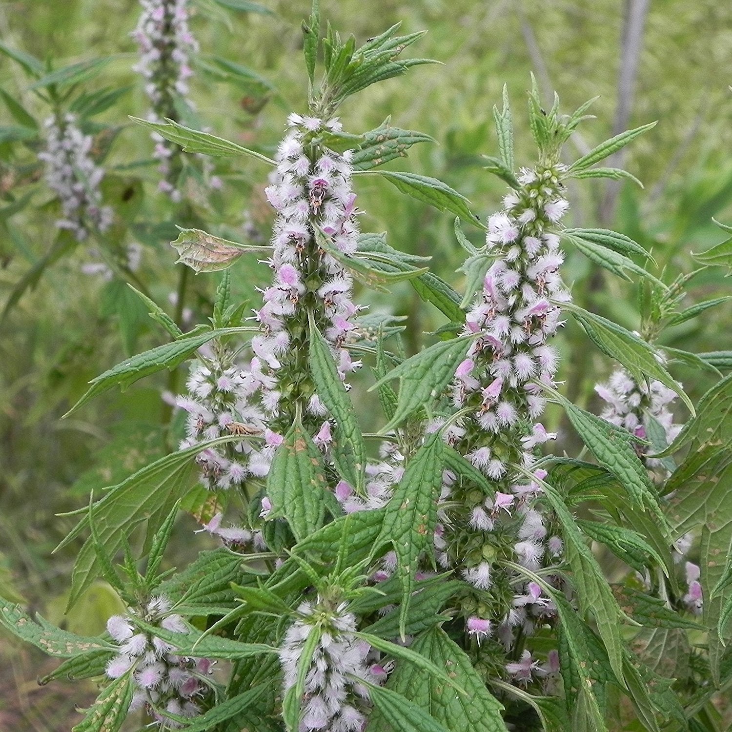 Non-GMO Motherwort flower seeds for wild gardens