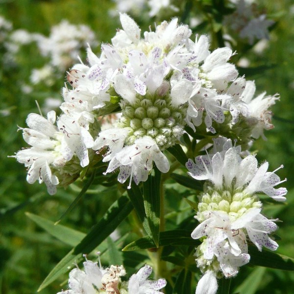 Non-GMO Mountain Mint seeds for native wildlife gardens