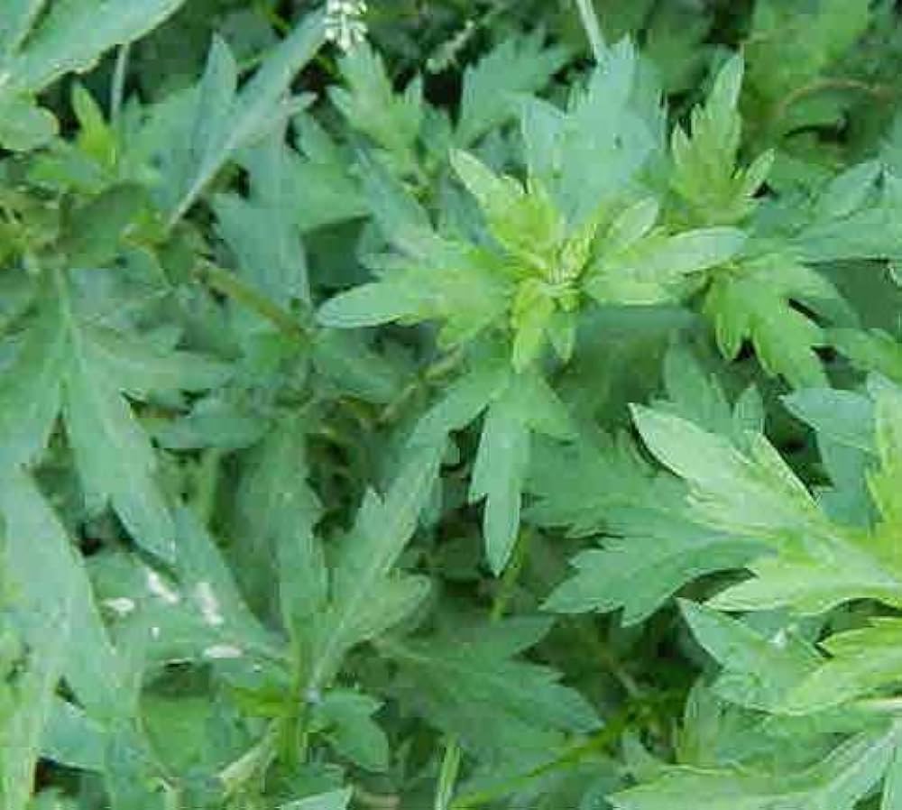 Non-GMO Mugwort seeds producing silver foliage