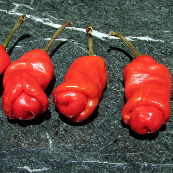 Non GMO multi-colored chili seeds for gardeners