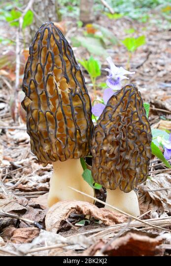 Non GMO Mycelium spawn seeds