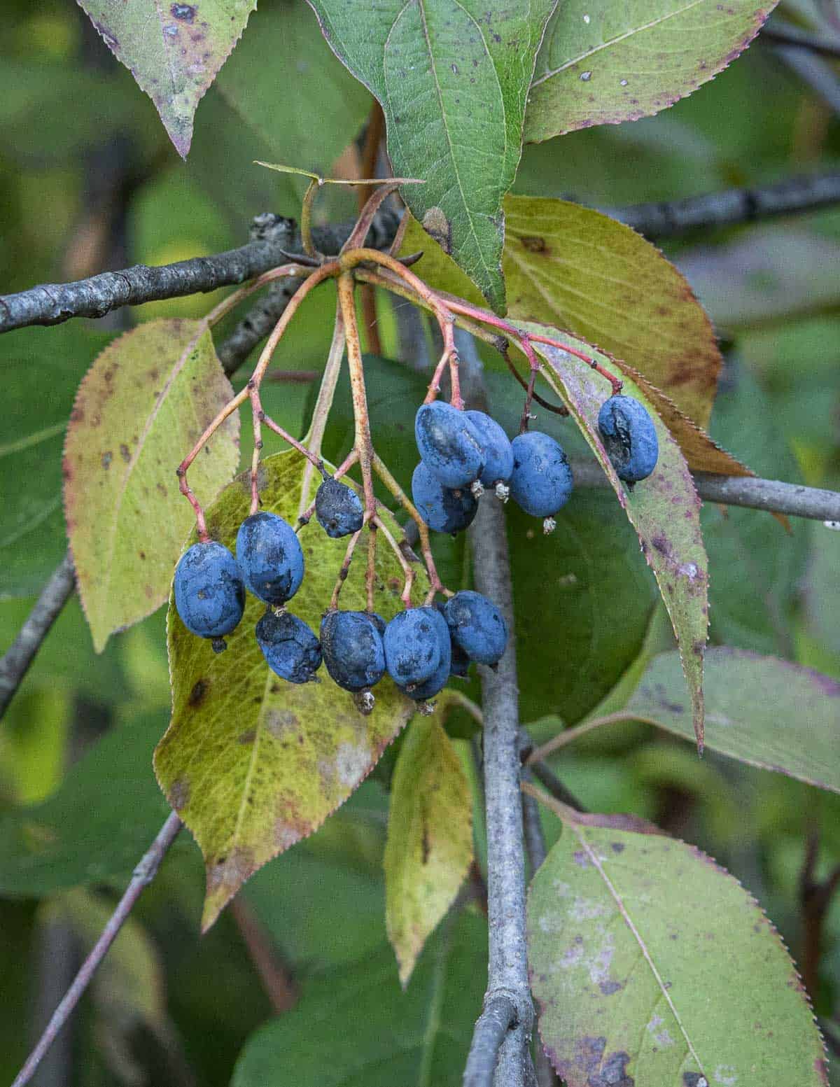 Non-GMO Nannyberry seeds Sweet Viburnum blue-black fruit variety