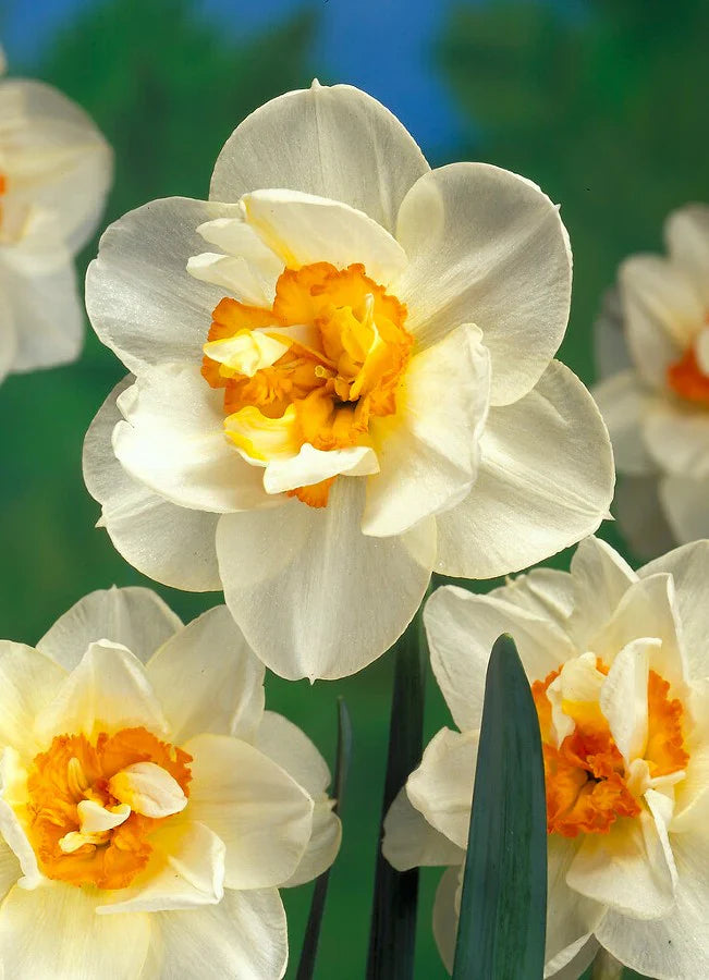 Non-GMO Double Narcissus Seeds for Home Gardening