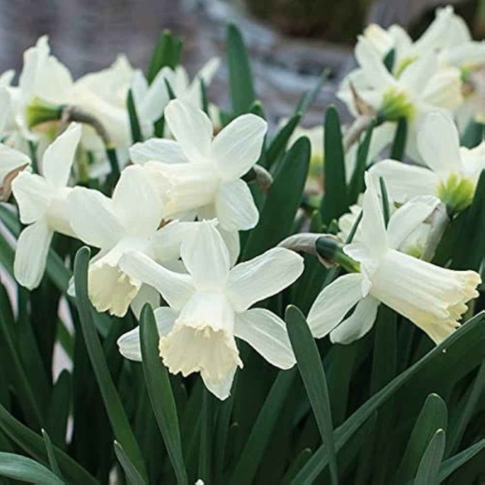 Non-GMO Narcissus Flower Seeds for Elegant Gardens