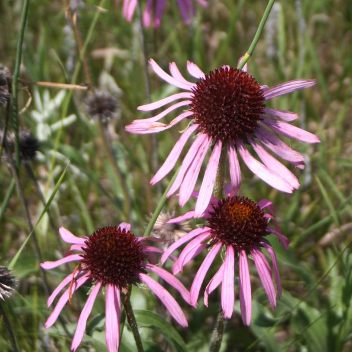 Non-GMO Narrowleaf Echinacea flower seeds for dry landscapes