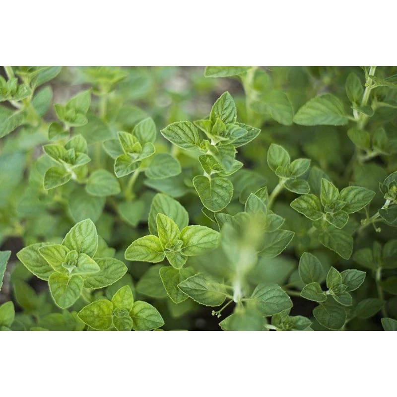 Non-GMO Nepitella herb seeds for pollinator gardens