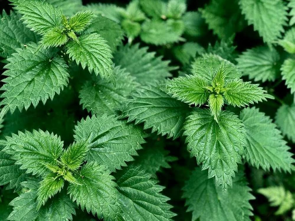 Non-GMO Stinging Nettle seeds for ecological landscapes