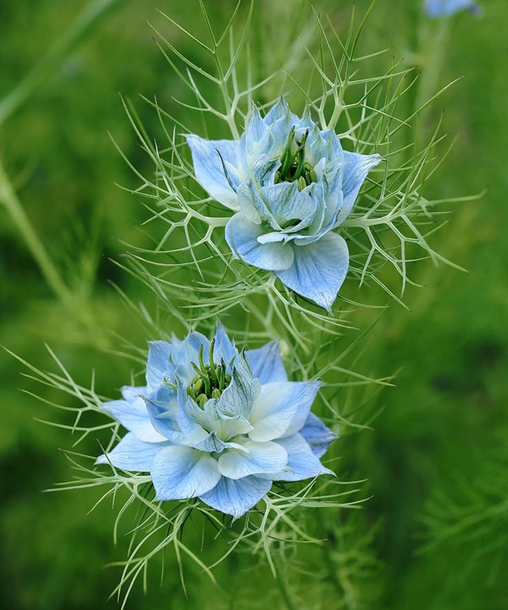 Non-GMO Nigella Jekyll Flower Seeds