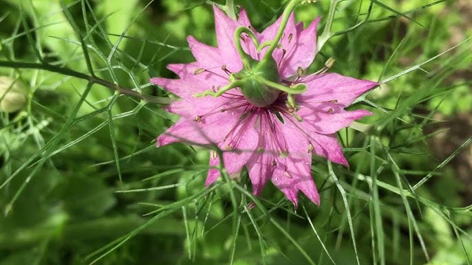 Non-GMO Nigella Damascena Pink Flower Seeds