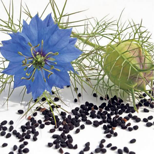 Non-GMO Nigella sativa flower seeds for pollinator gardens