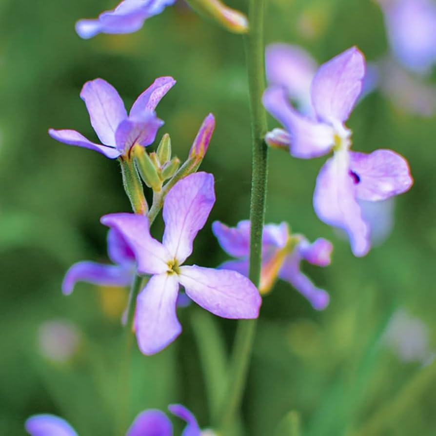 Non-GMO Night Scented Stock seeds