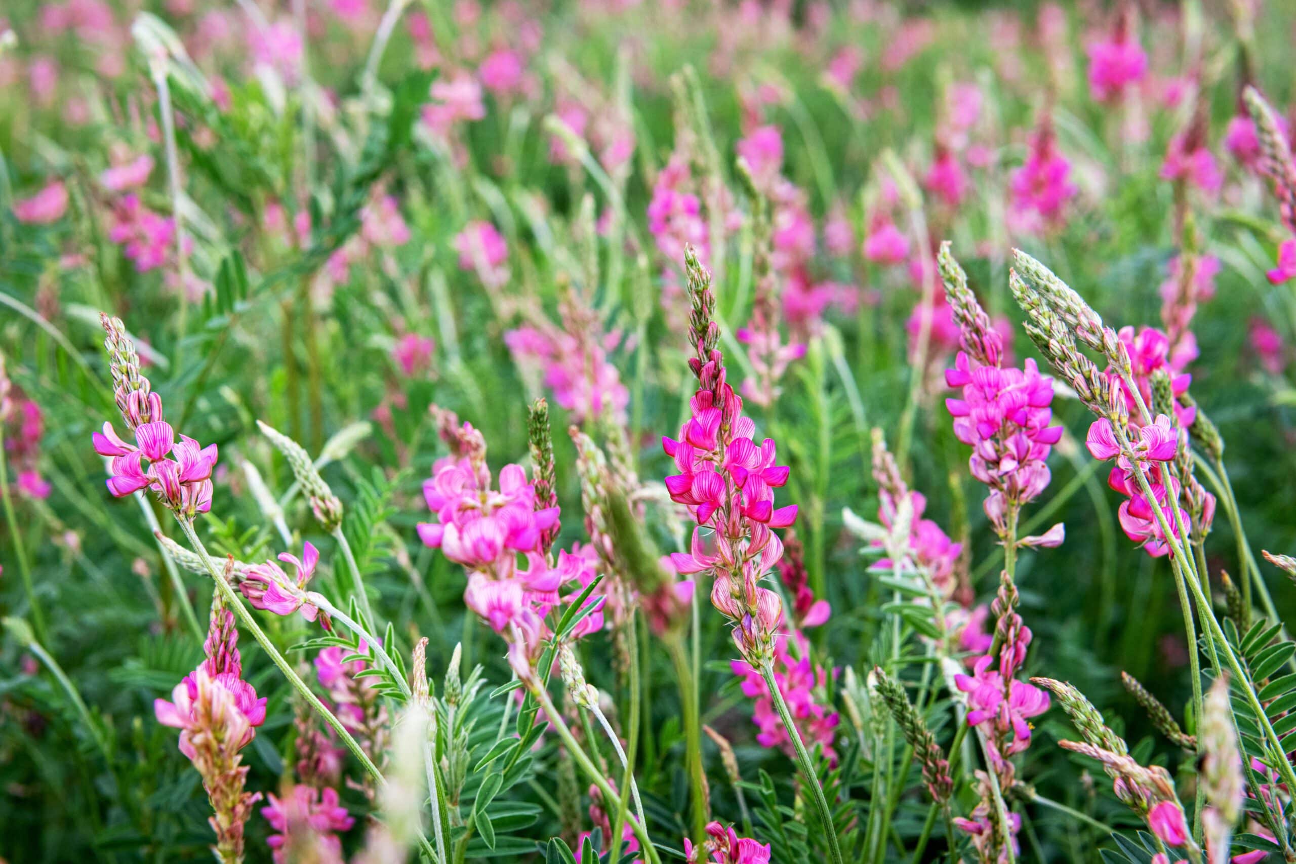 Non-GMO Onobrychis Viciifolia Meadow Flower Seeds
