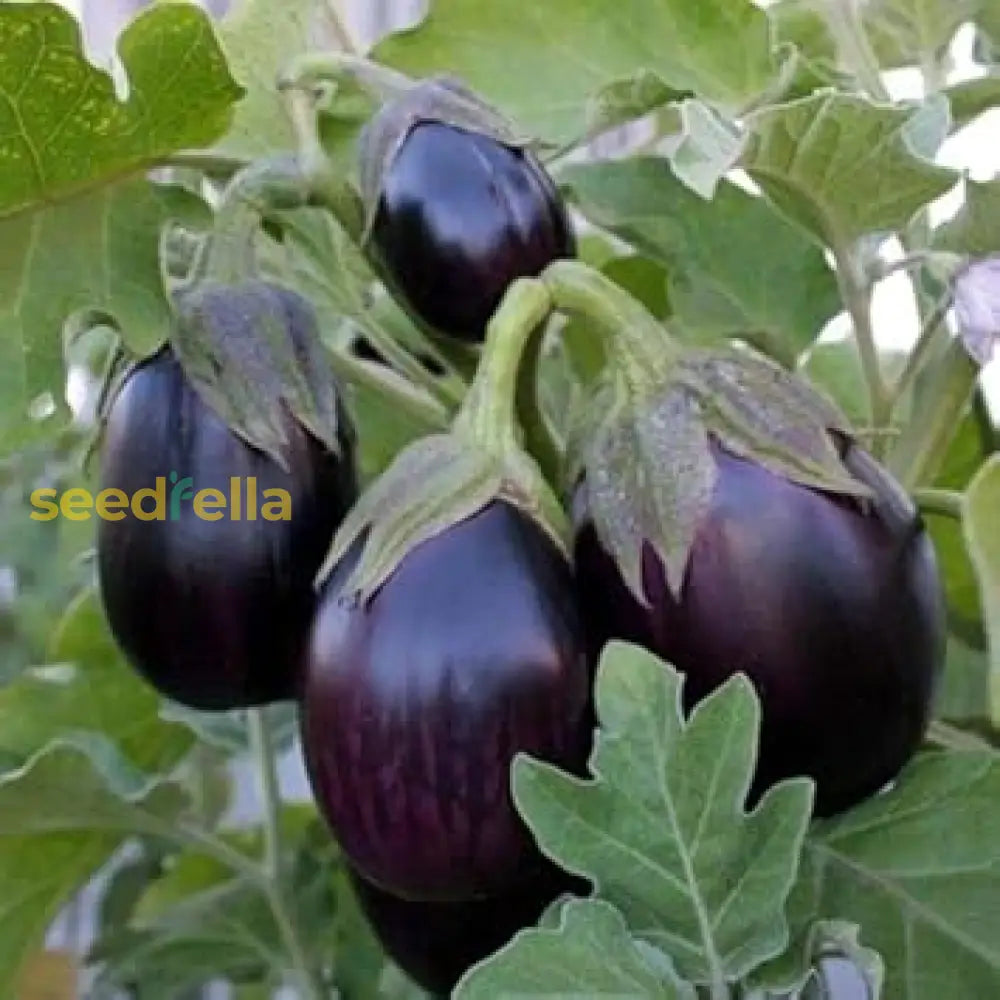Non GMO Ophelia eggplant seeds