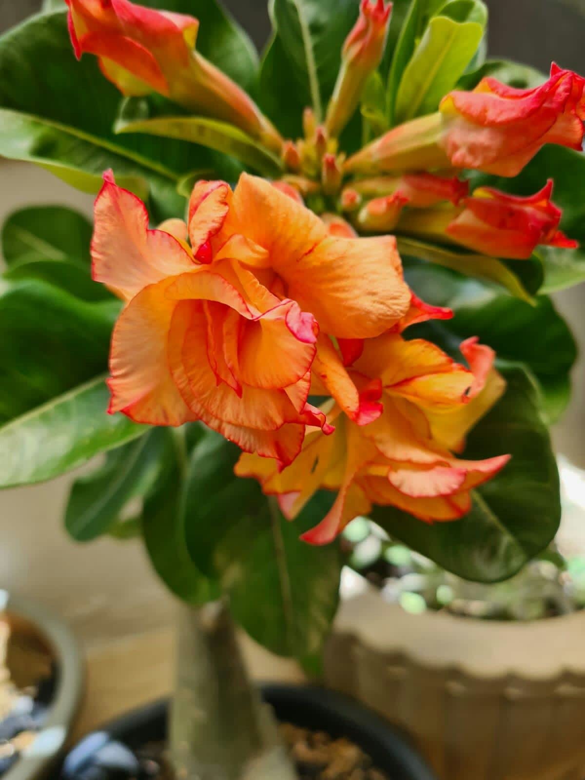 Non Gmo Orange Adenium Seeds