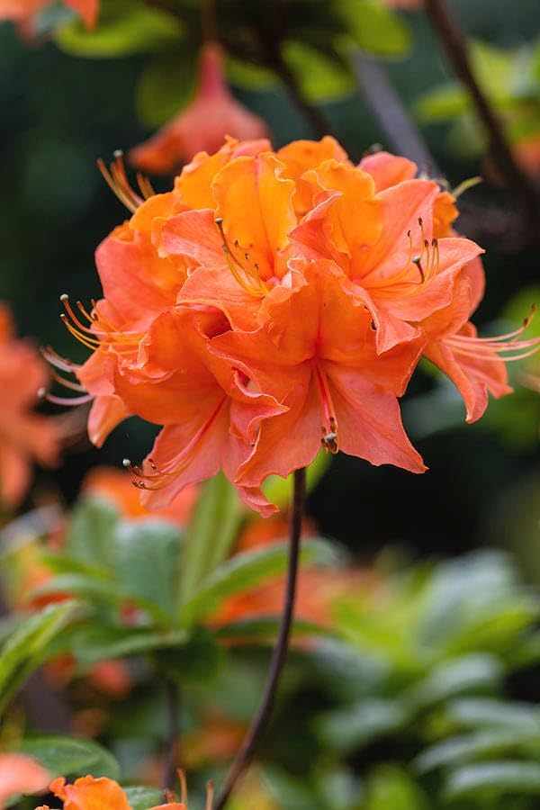 Non-GMO Orange Azalea Flower Seeds