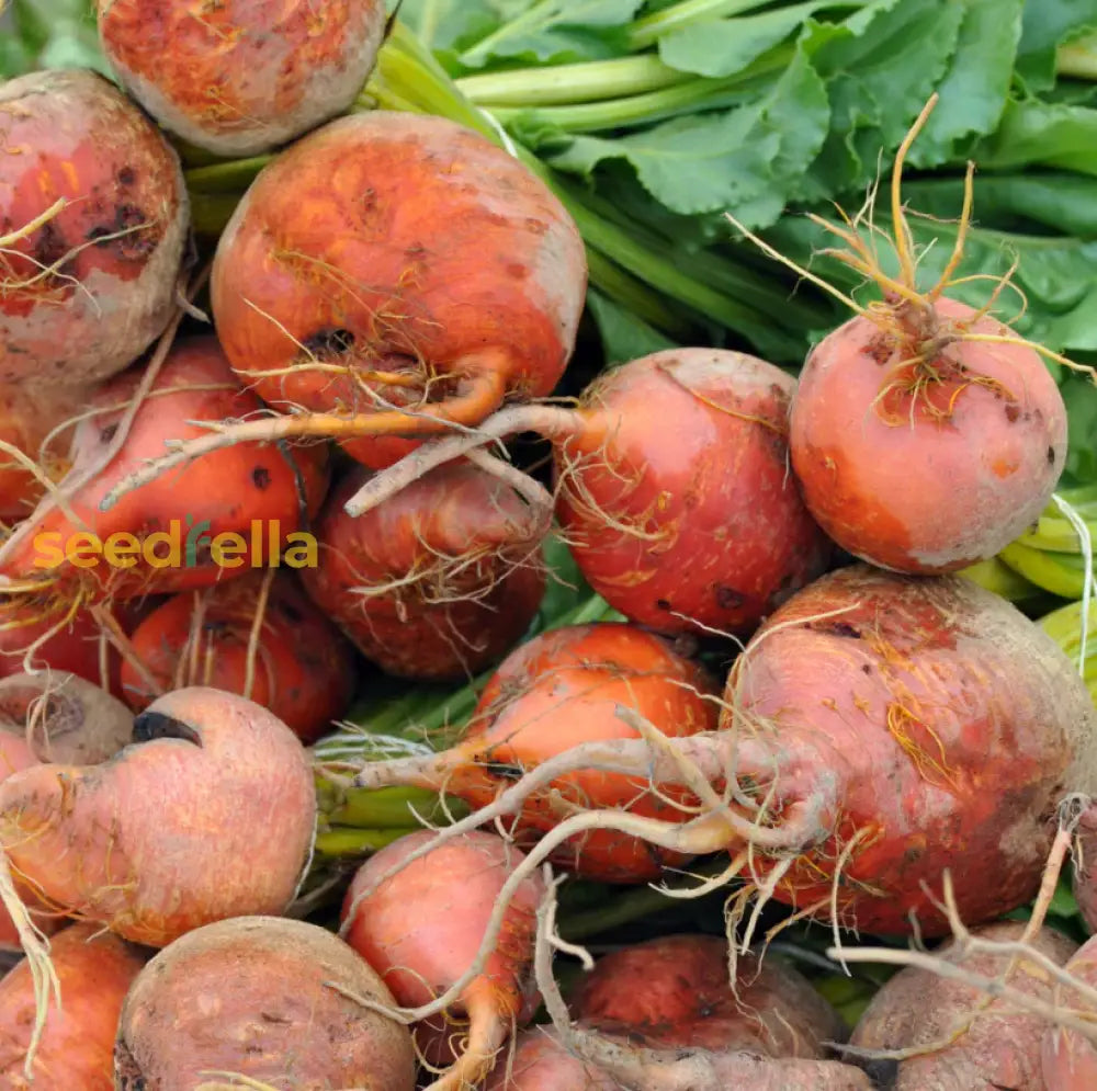 Non-GMO Orange Beet seeds for planting