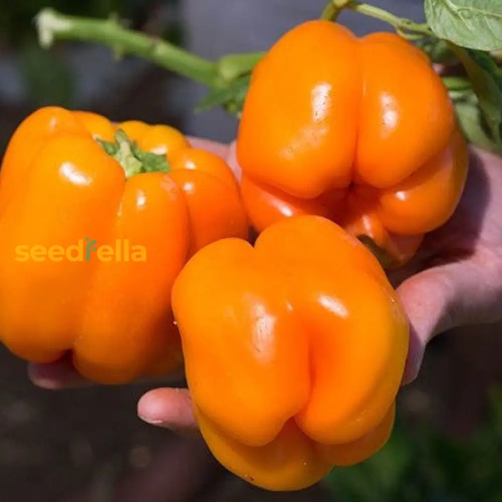 High germination orange bell pepper seeds for gardening