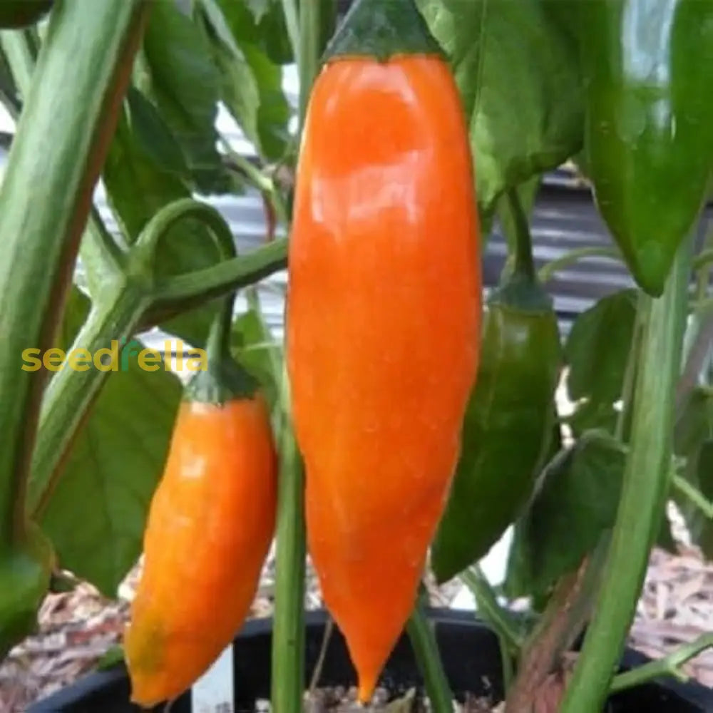 Non GMO orange chili planting seeds for home growers